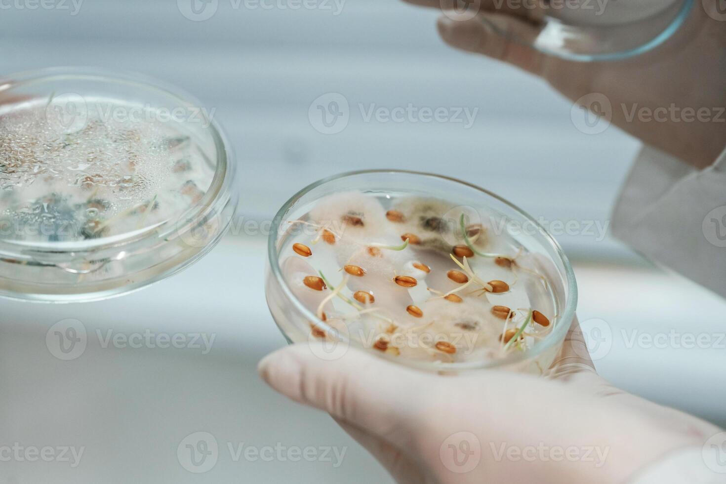Male ,and female scientists are holding containers with trichoderma and sclerotinia, lab research photo
