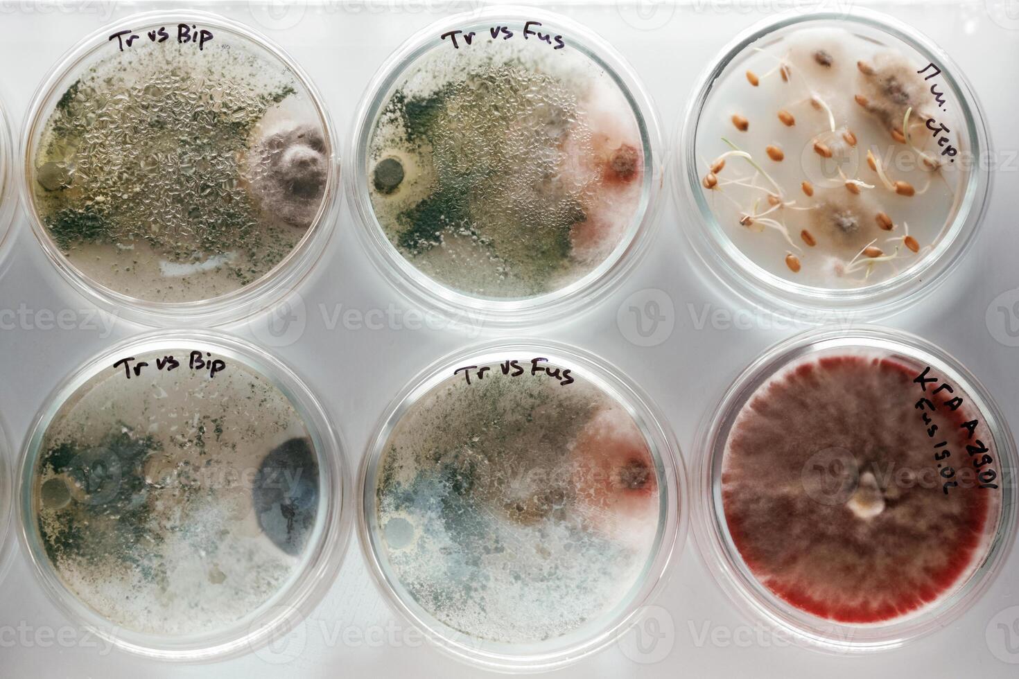 In, the ,row. Trichoderma and Sclerotinia in the laboratory in the special rounded containers photo