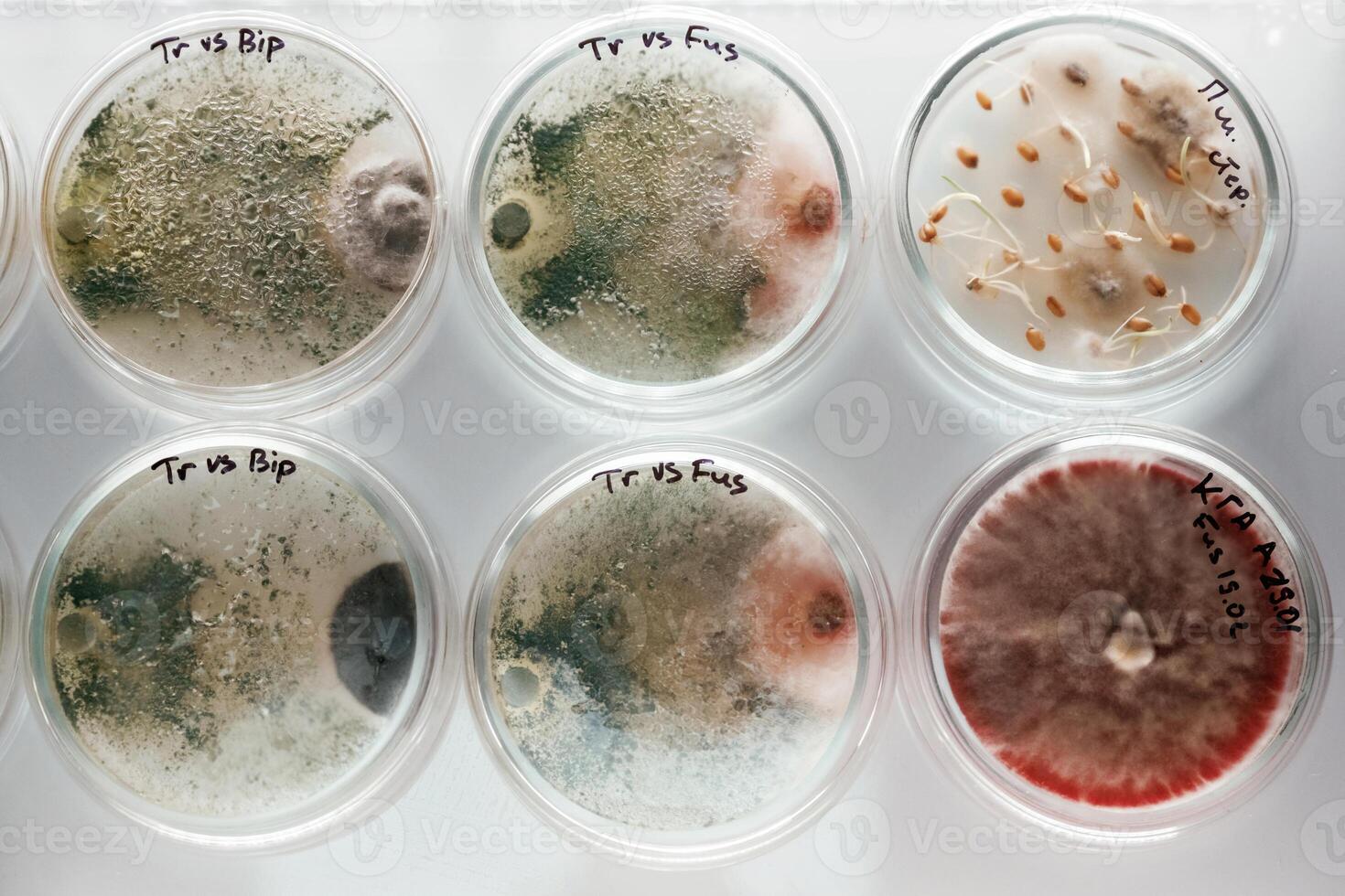 In the, row. Trichoderma, and Sclerotinia in the laboratory in the special rounded containers photo