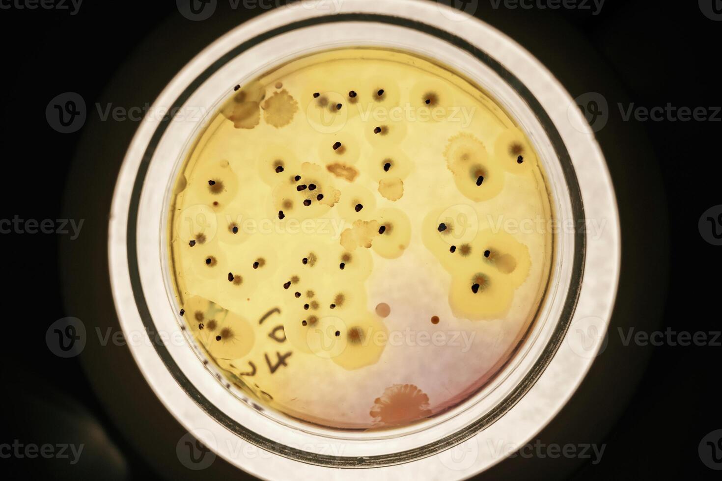 Close, up focused ,,view of Trichoderma in the rounded lab container photo