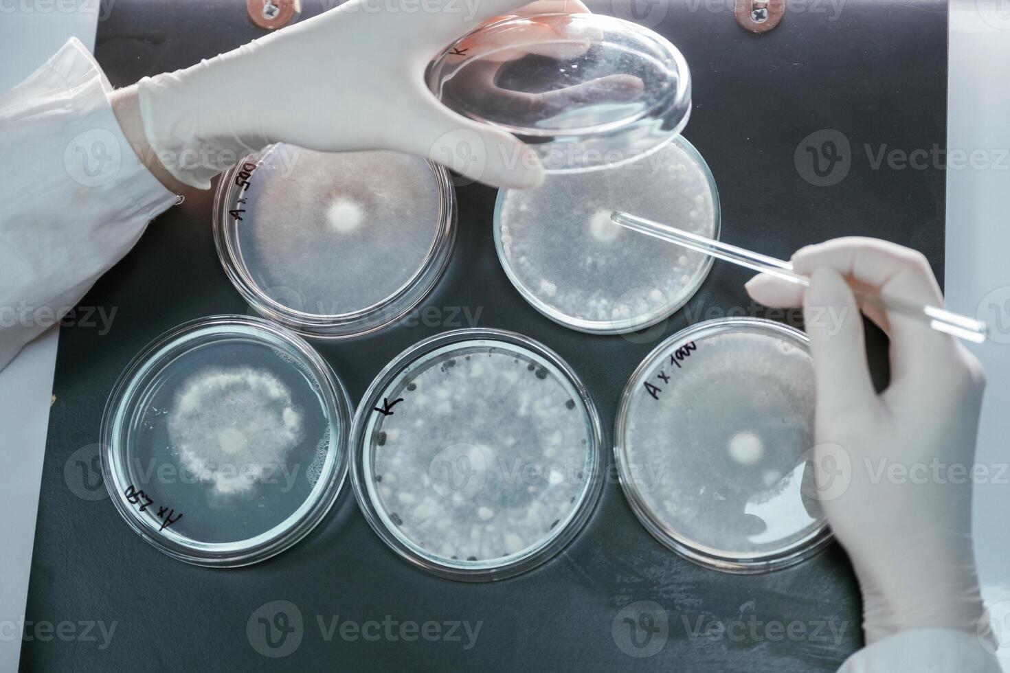 Woman, is working with ,,Sclerotinia that is in the rounded containers in the laboratory photo
