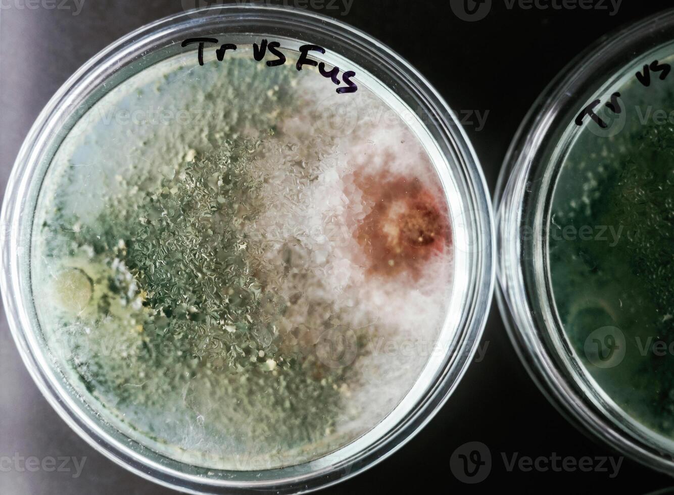 Green and red colors. Trichoderma, and Sclerotinia in the laboratory in the special rounded containers photo