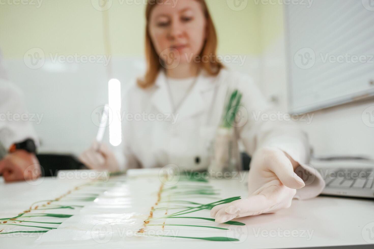 Woman is working in the laboratory with grass, agriculture plants photo