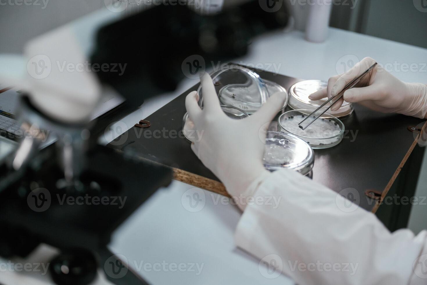 In gloves.. Woman is working,, with Sclerotinia that is in the rounded containers in the laboratory photo