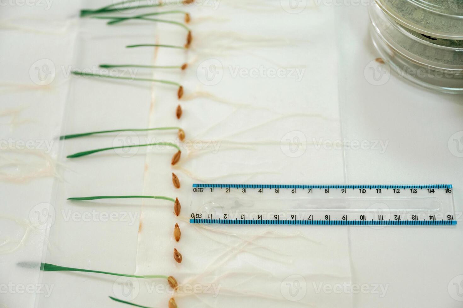 Grass, agriculture plants with measurement ruler on the table photo