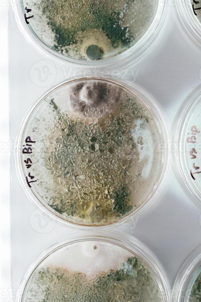 Detailed top view. Trichoderma and Sclerotinia in the laboratory in,, the special rounded containers photo