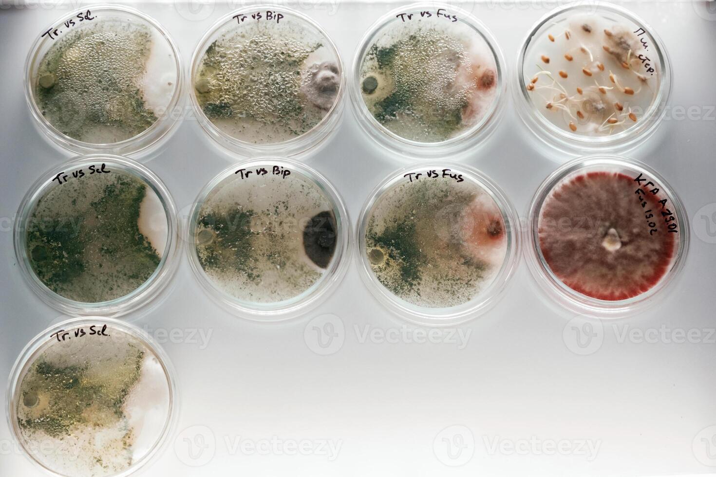In the row... Trichoderma and ,Sclerotinia in the laboratory in the special rounded containers photo