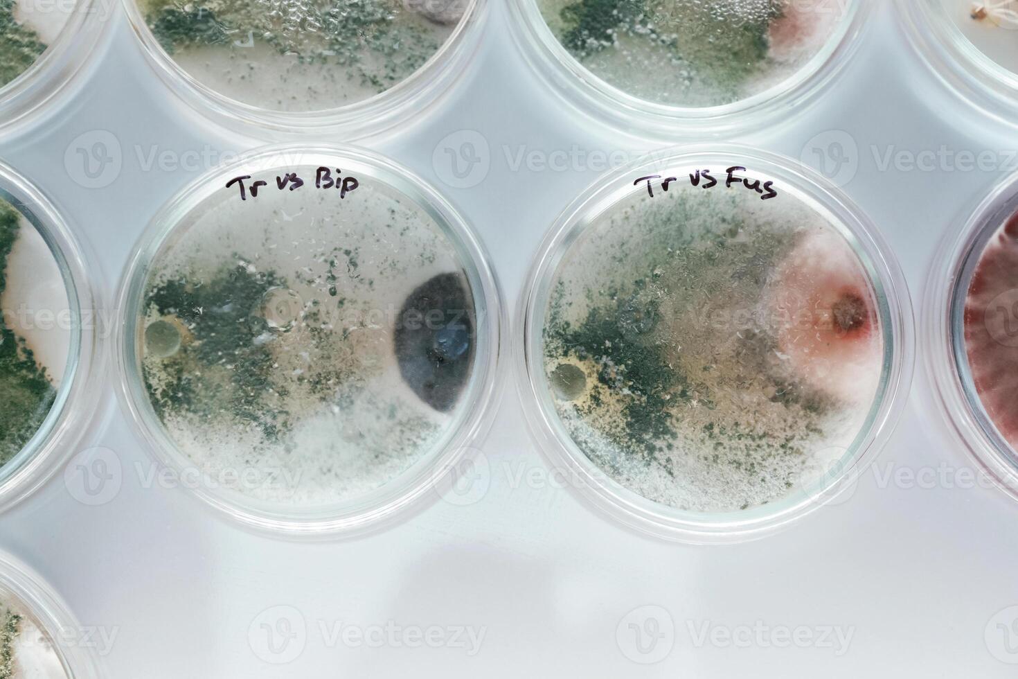 Green and,red ,colors. Trichoderma and Sclerotinia in the laboratory in the special rounded containers photo