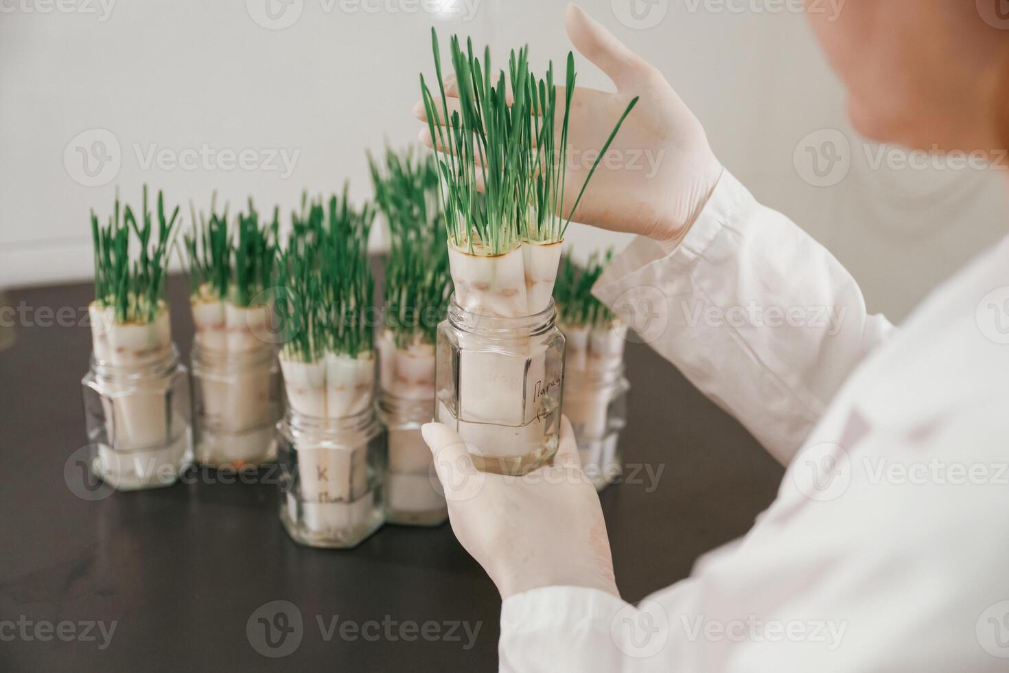 Holding plants. Woman ,is working in the laboratory with grass, agriculture plants photo