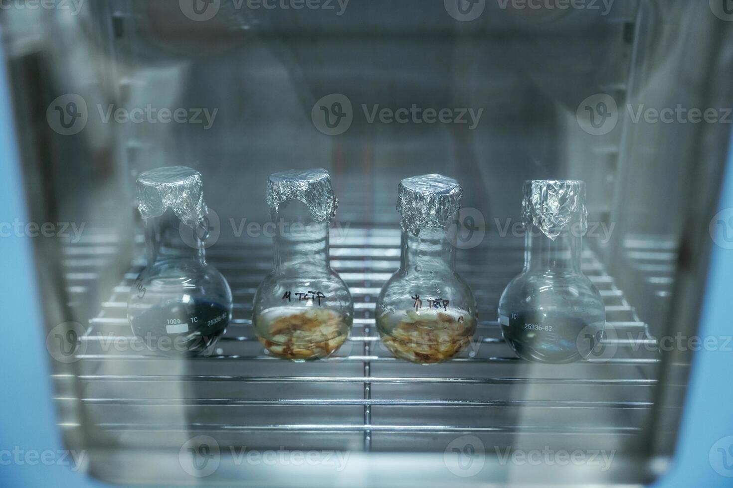 Test, tubes with Trichoderma, and Sclerotinia in the laboratory photo