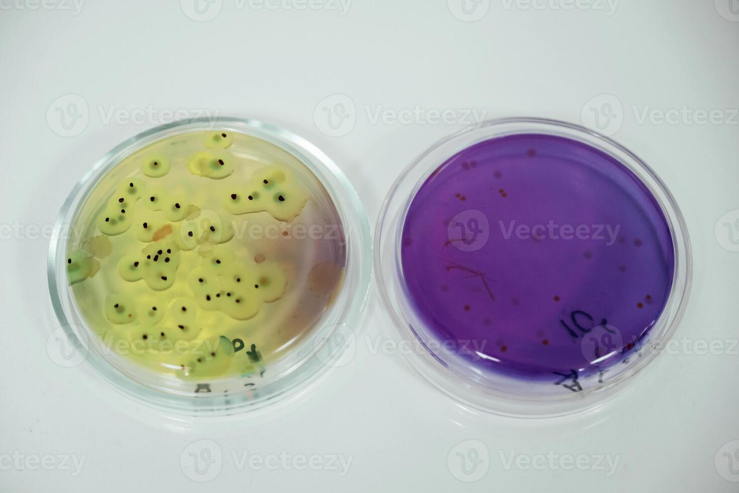 Close up focused view of Trichoderma in the rounded lab containers photo
