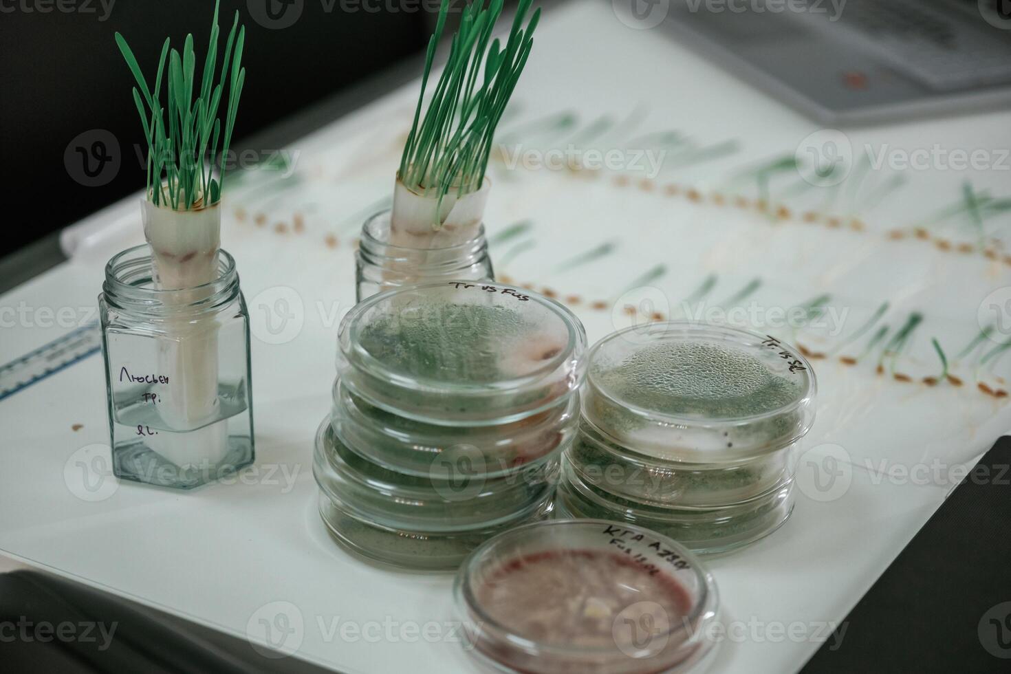 Green plants in, the glass, laboratory photo