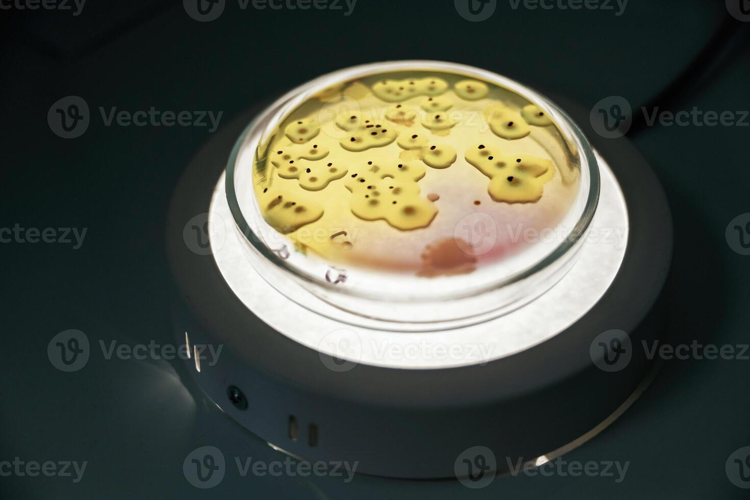 Close up, focused view of Trichoderma in the rounded lab container photo