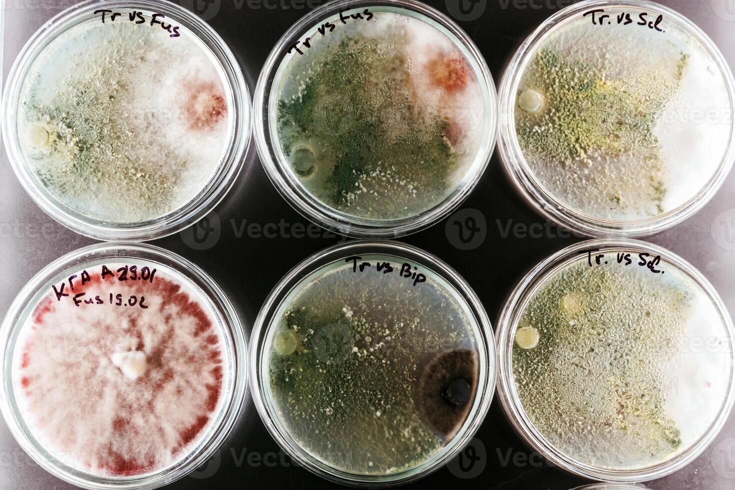 Green, and red colors. Trichoderma and Sclerotinia in the laboratory in the special rounded containers photo