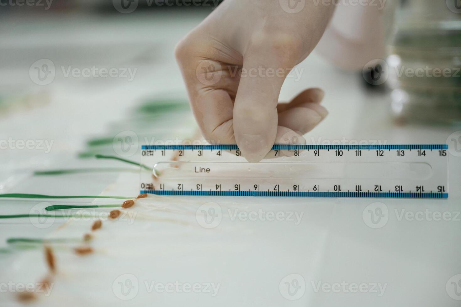 Measuring the growth, of plants. Woman is working in the laboratory with grass photo