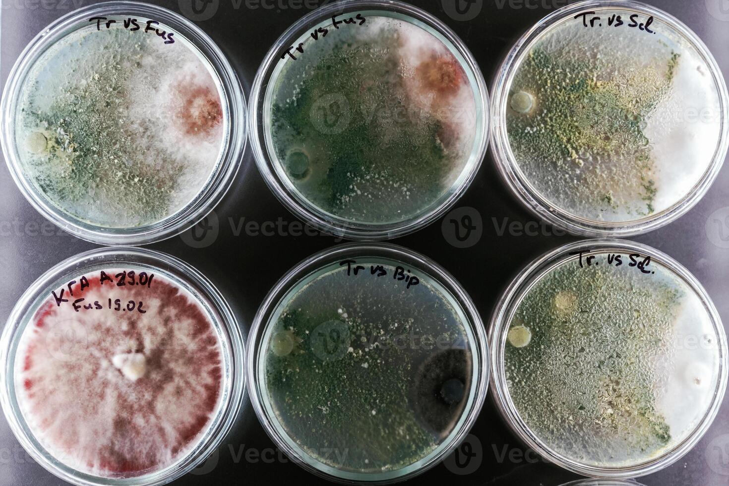 Green and ,red colors. Trichoderma and Sclerotinia in the laboratory in the special rounded containers photo