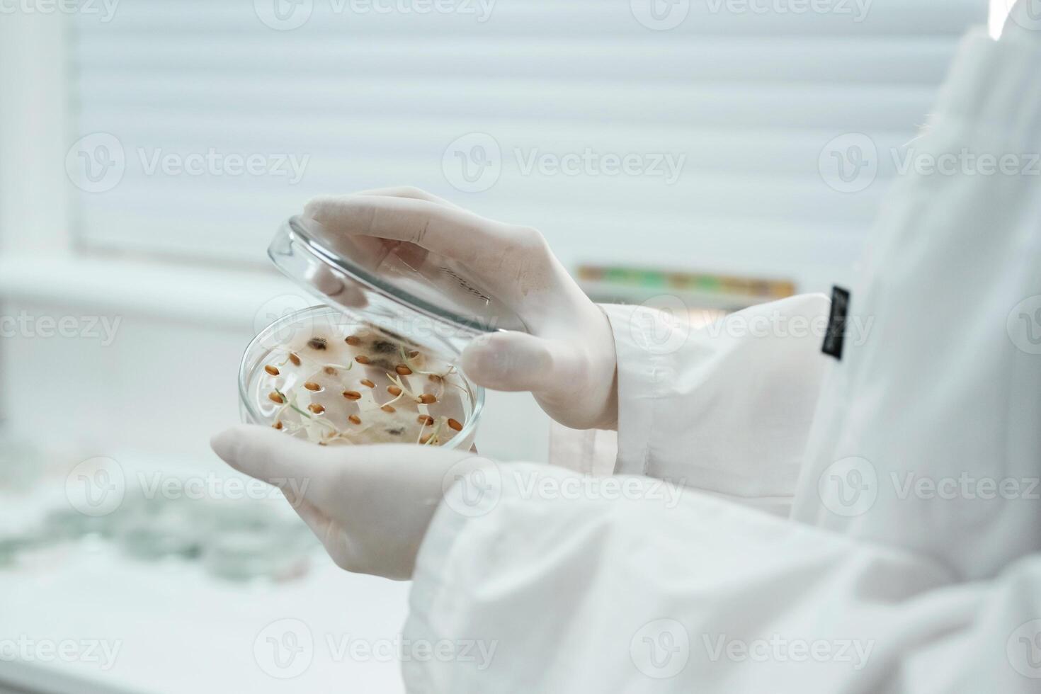 Lab ,worker is holding container with trichoderma and sclerotinia photo