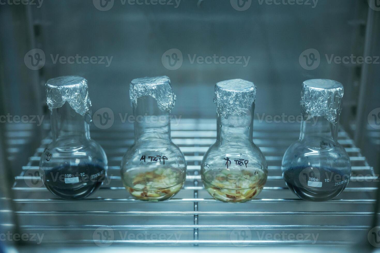 Test, tubes ,with Trichoderma and Sclerotinia in the laboratory photo