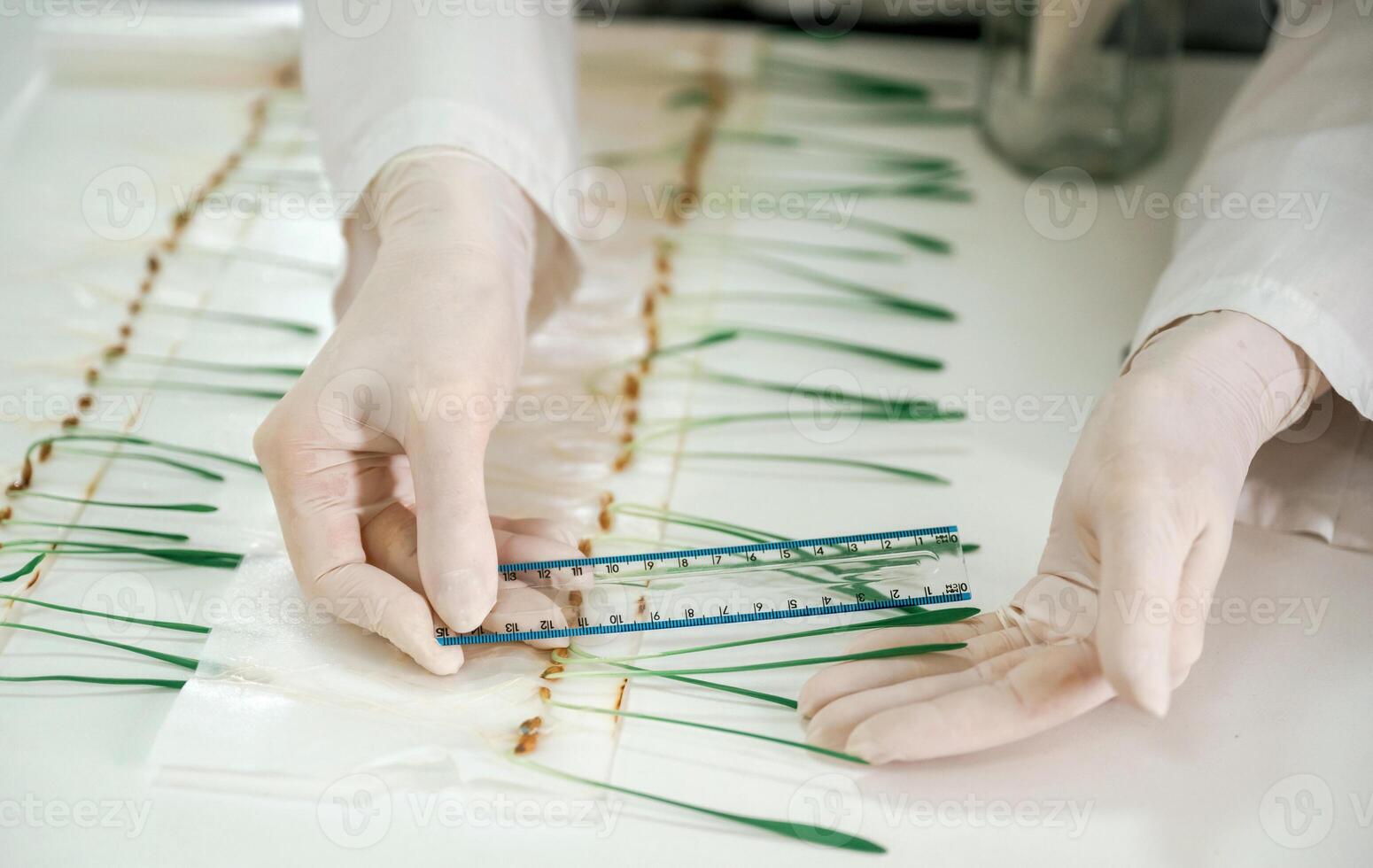 Measuring, the growth of plants. Woman is working in the laboratory with grass photo
