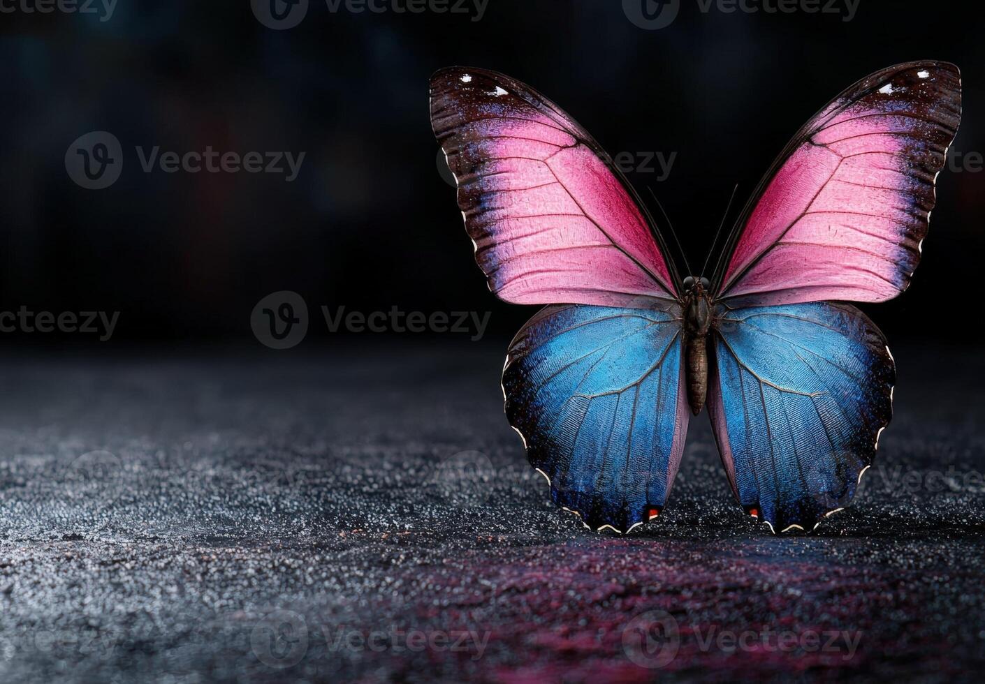 A vibrant butterfly with pink and blue wings resting on a dark surface photo