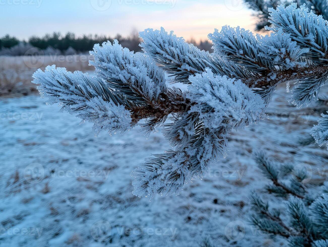 Frost covered pine branch glistens in the winter sunlight photo