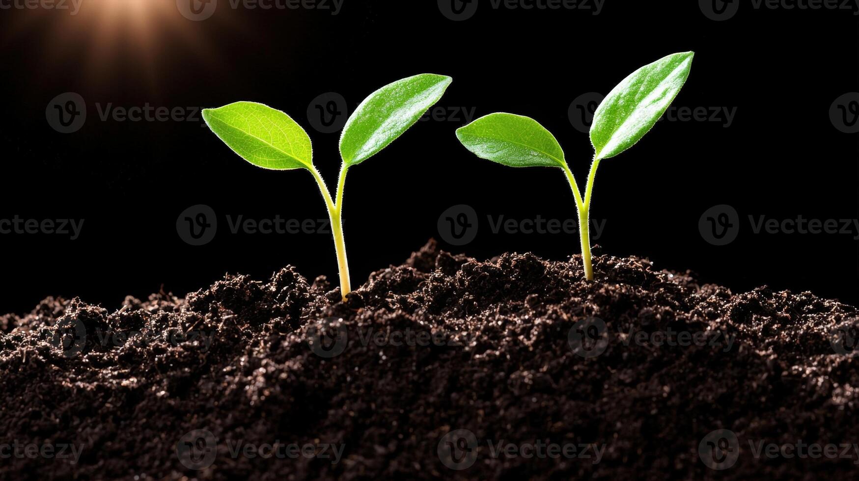 Two vibrant seedlings emerge from rich, dark soil photo