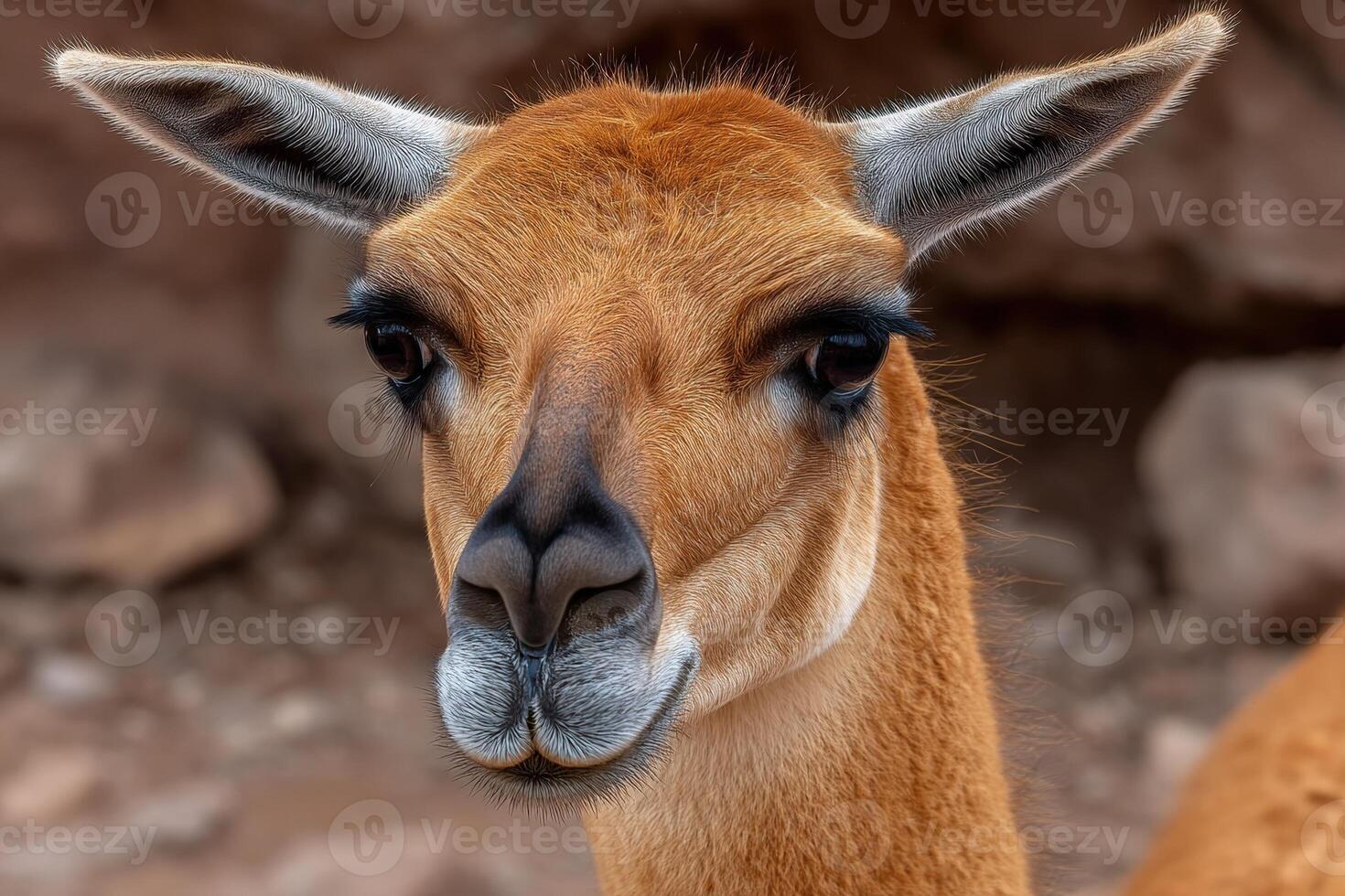 Vicuna portrait displaying its soft wool and elegant features photo