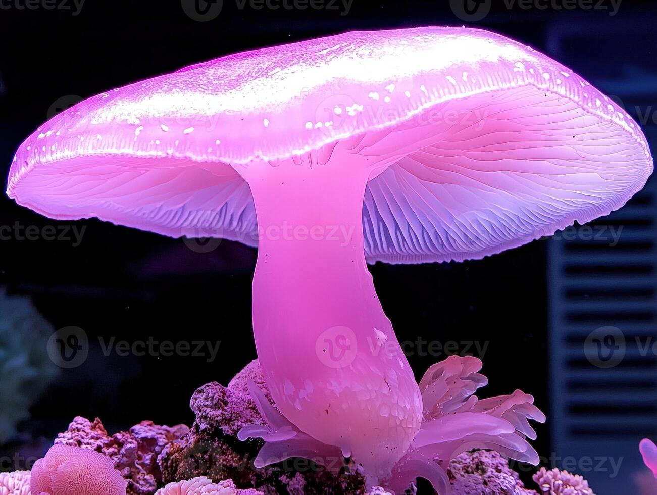 Luminous pink mushroom coral glows in the reef aquarium photo