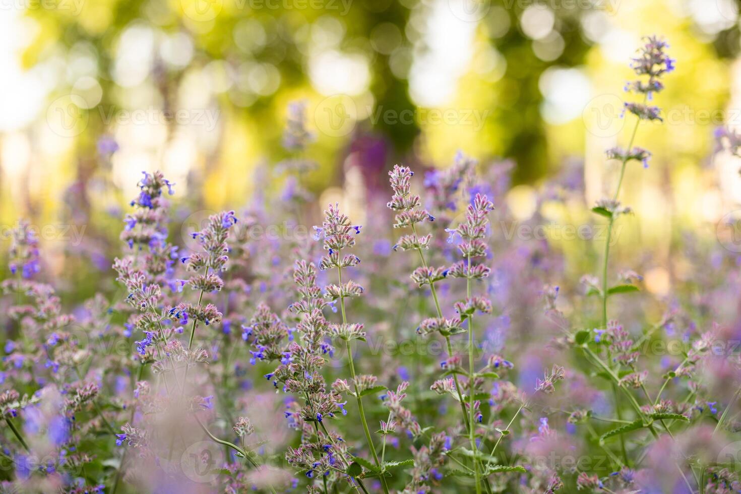 A serene view of a field of purple and lavender flowers, beautifully lit by the sunlight, with a soft bokeh background. photo