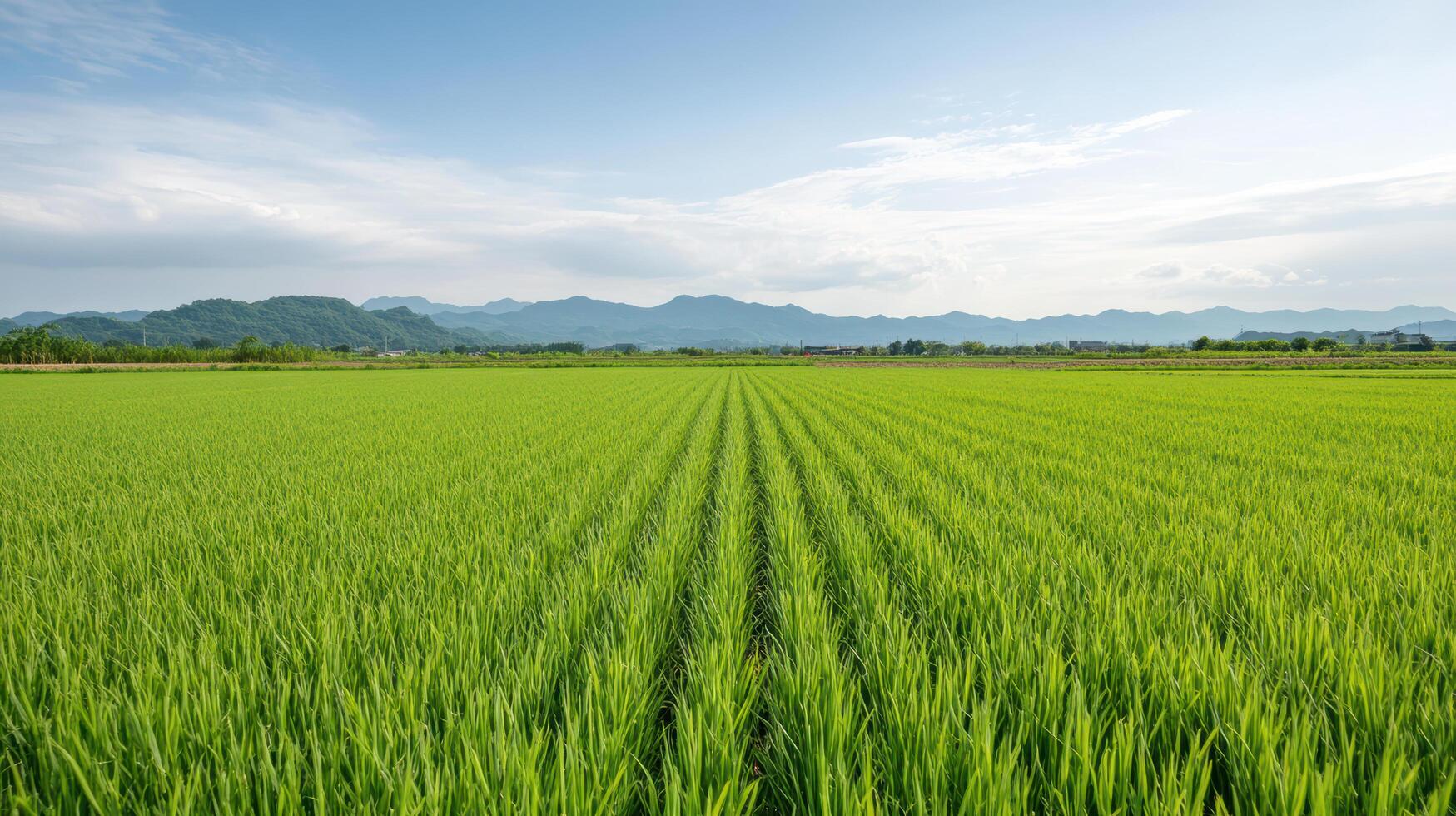 Lush green rice field under clear blue sky with distant mountains in background photo
