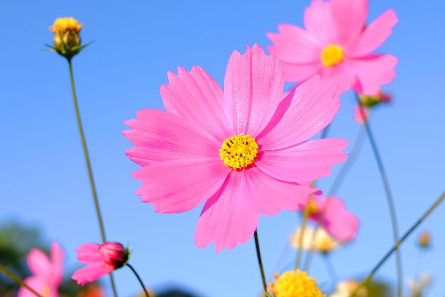 Close up blooming pink cosmos flowers and pollen in a meadow of wildflower on blue sky with sunny on summer in tropical garden photo