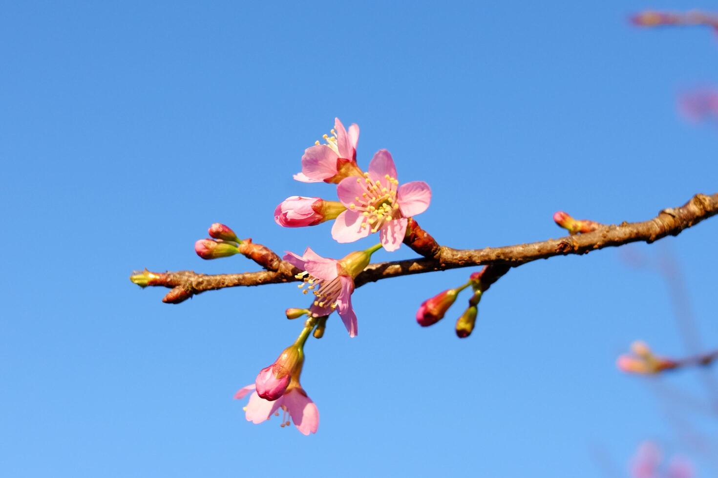 Close up blooming pink wild Himalayan Cherry flowers branch with clear blue sky in sunny day photo