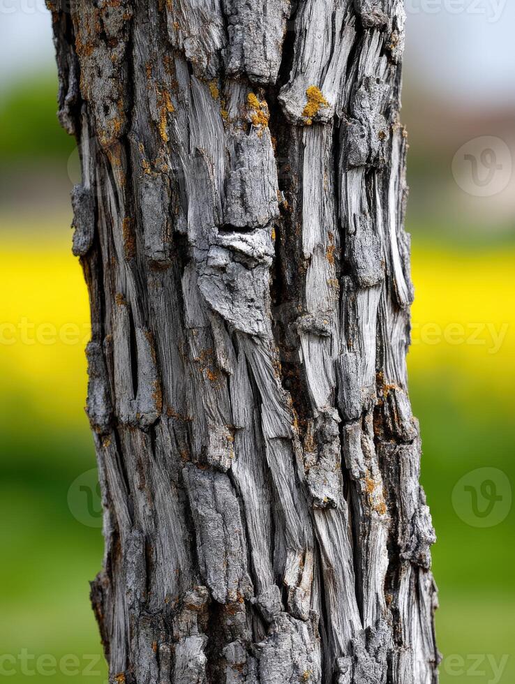 Textured tree bark close-up on a sunny day in spring photo