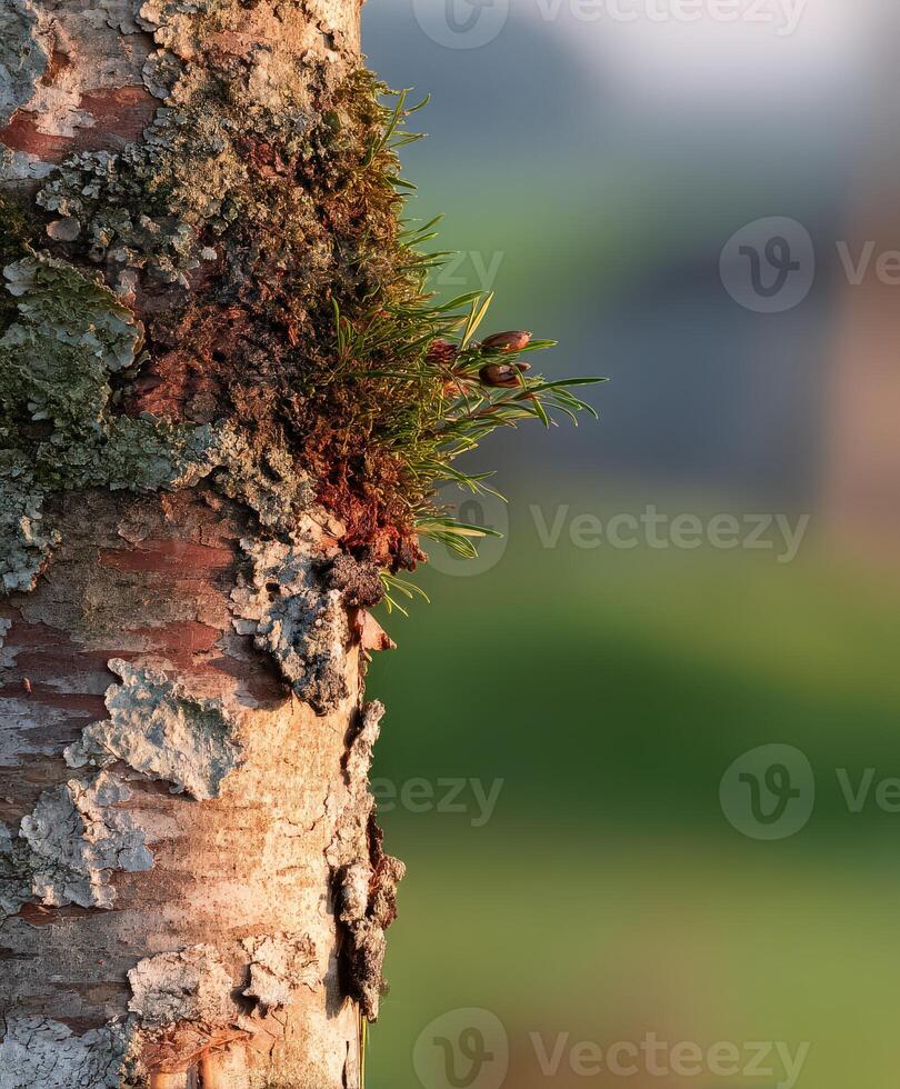 Close view of a textured tree trunk with moss and foliage photo