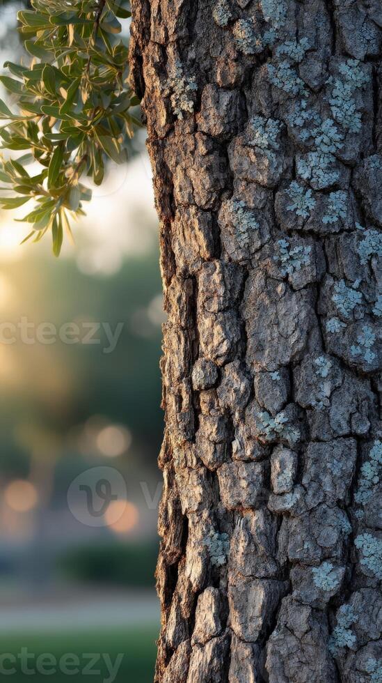 Tree bark illuminated by soft sunlight in a serene park setting photo