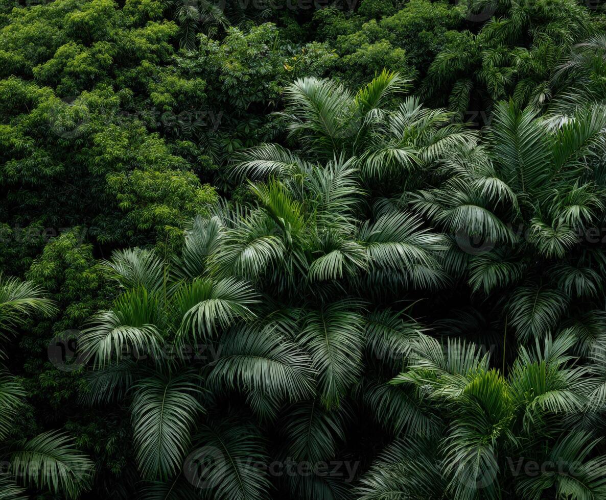 An aerial view of a tropical forest with green trees photo