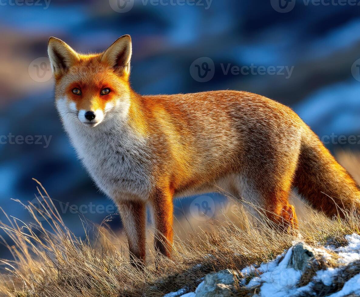 Wild fox stands gracefully on a snowy landscape photo