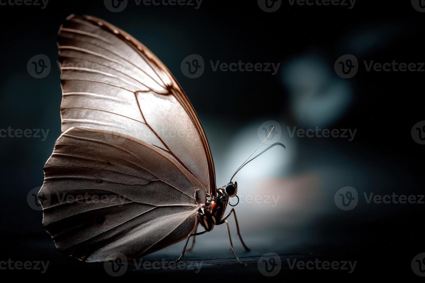 Butterfly perched on dark surface, showcasing delicate wings photo