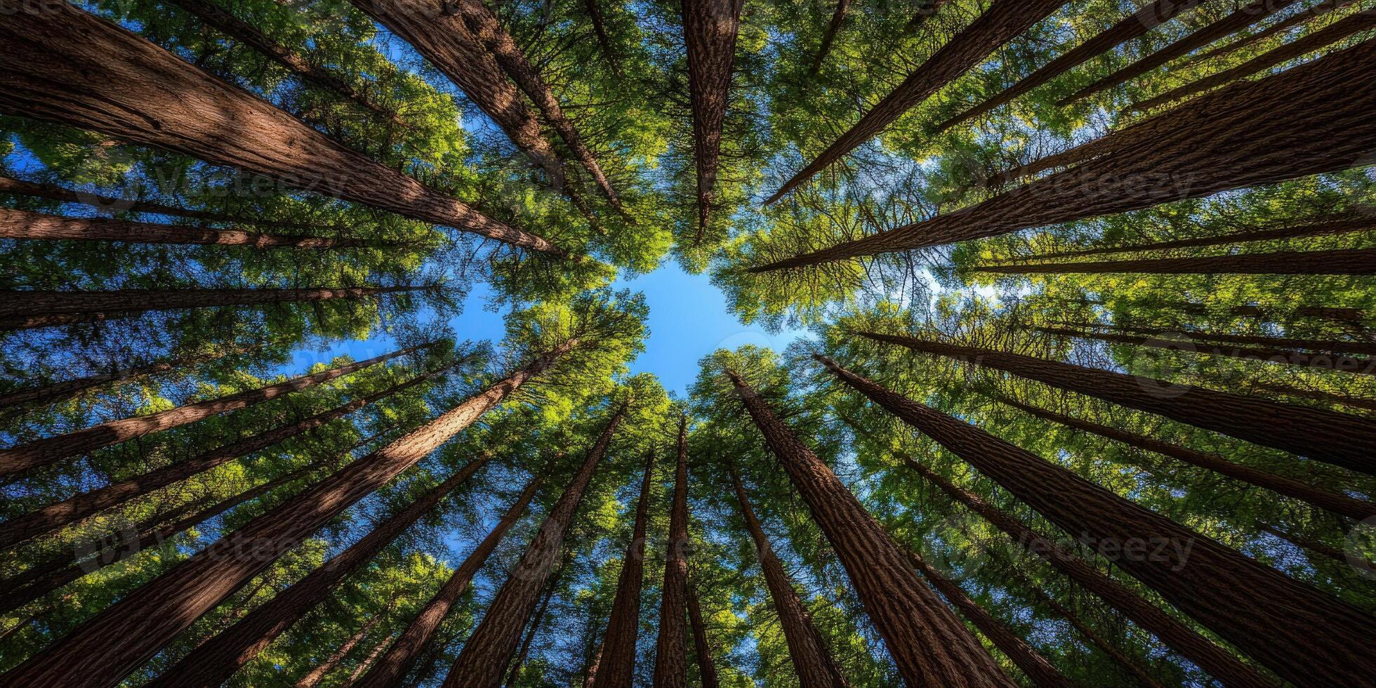 Tall trees reaching for the blue sky in a forest photo