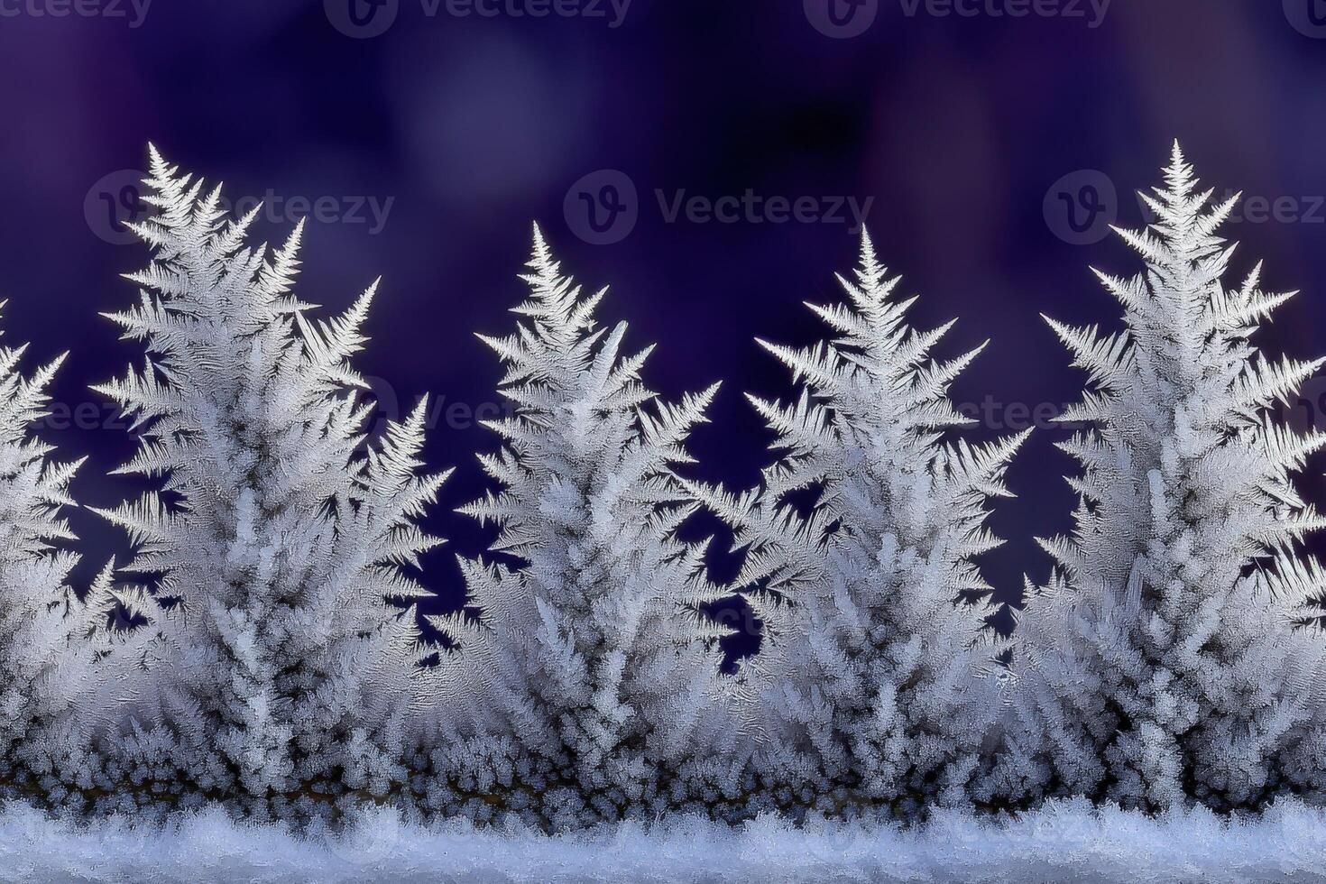 Frost-covered trees against a dark winter background photo