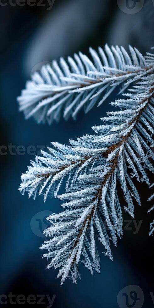 Frosted evergreen branches create a serene winter atmosphere photo