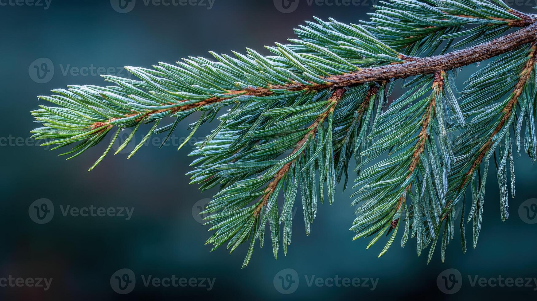 Fresh pine needles glisten with morning dew in the forest photo