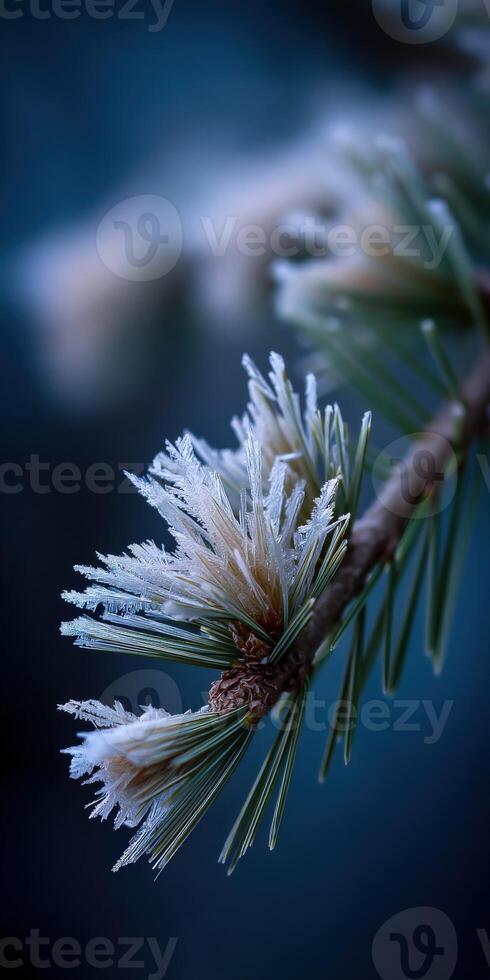 Frosty pine branch with delicate frost crystals in winter photo