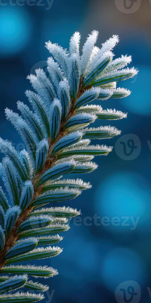 Frost-covered pine branch glistening in winter sunlight photo