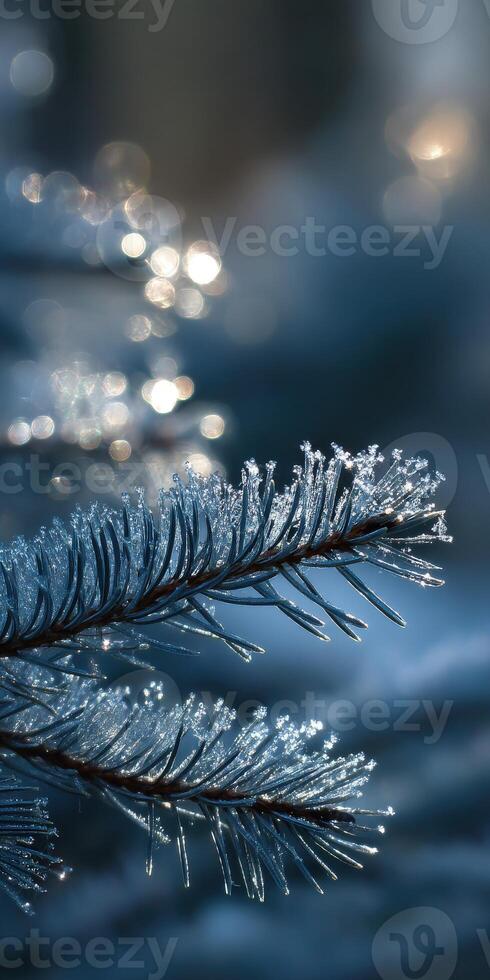 Frost-covered pine branch glistens in winter sunlight photo