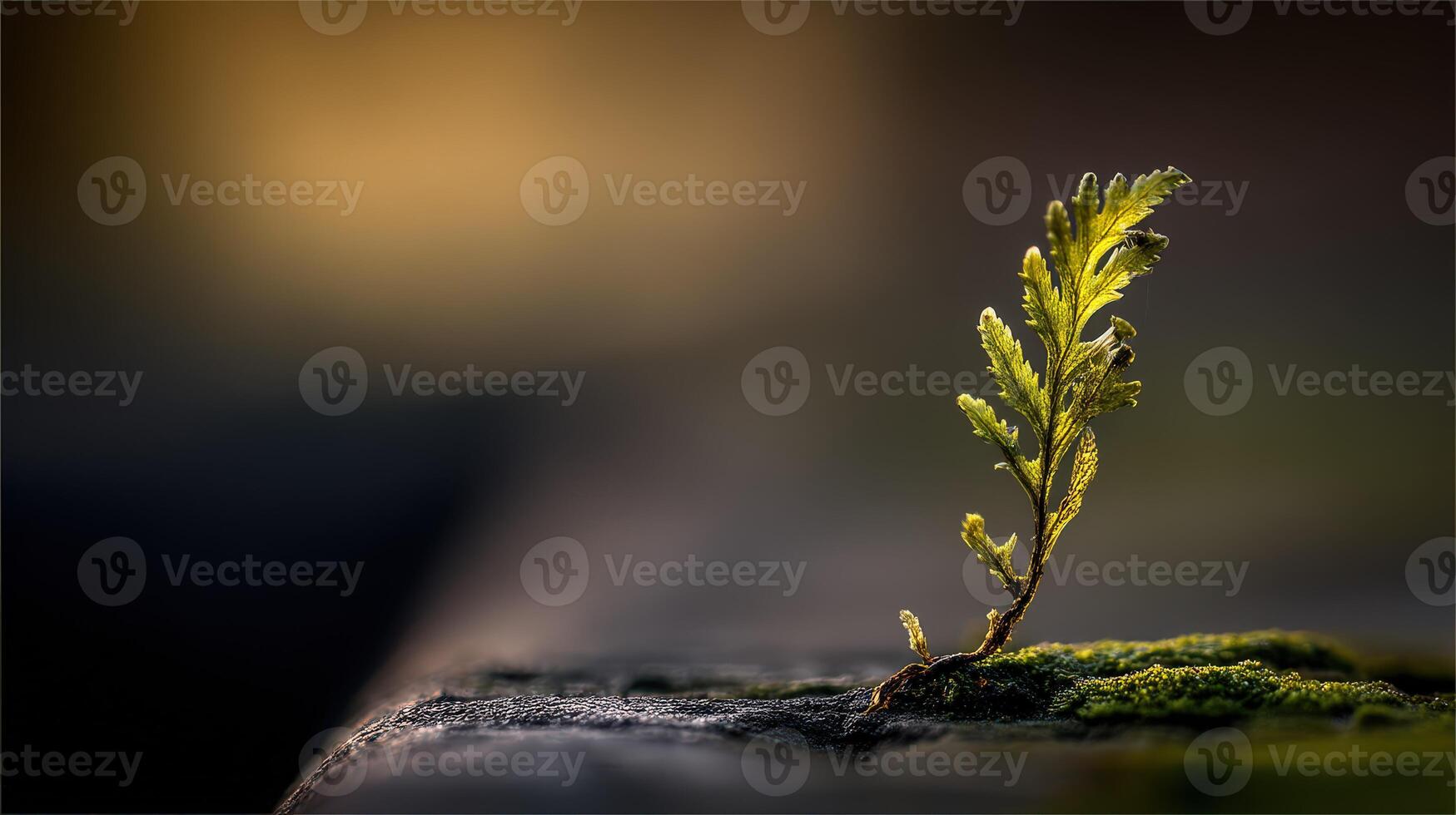 Tiny green plant grows on a surface in natural light photo