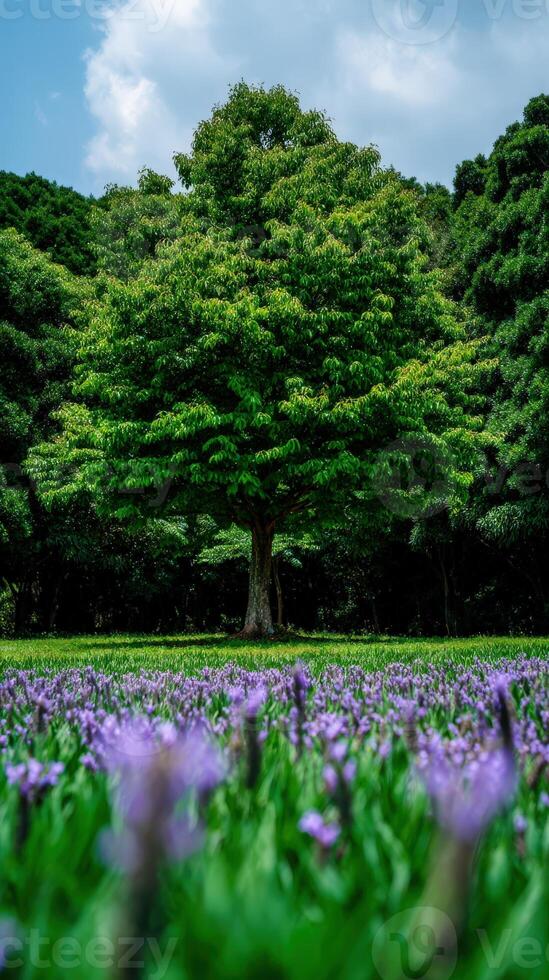 A large tree in a field of purple flowers photo