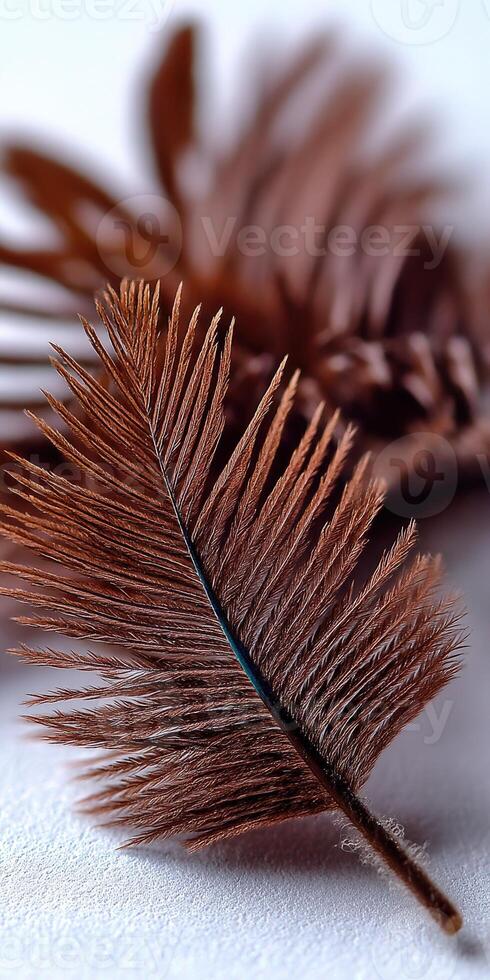Feathers of tropical plants display intricate textures photo