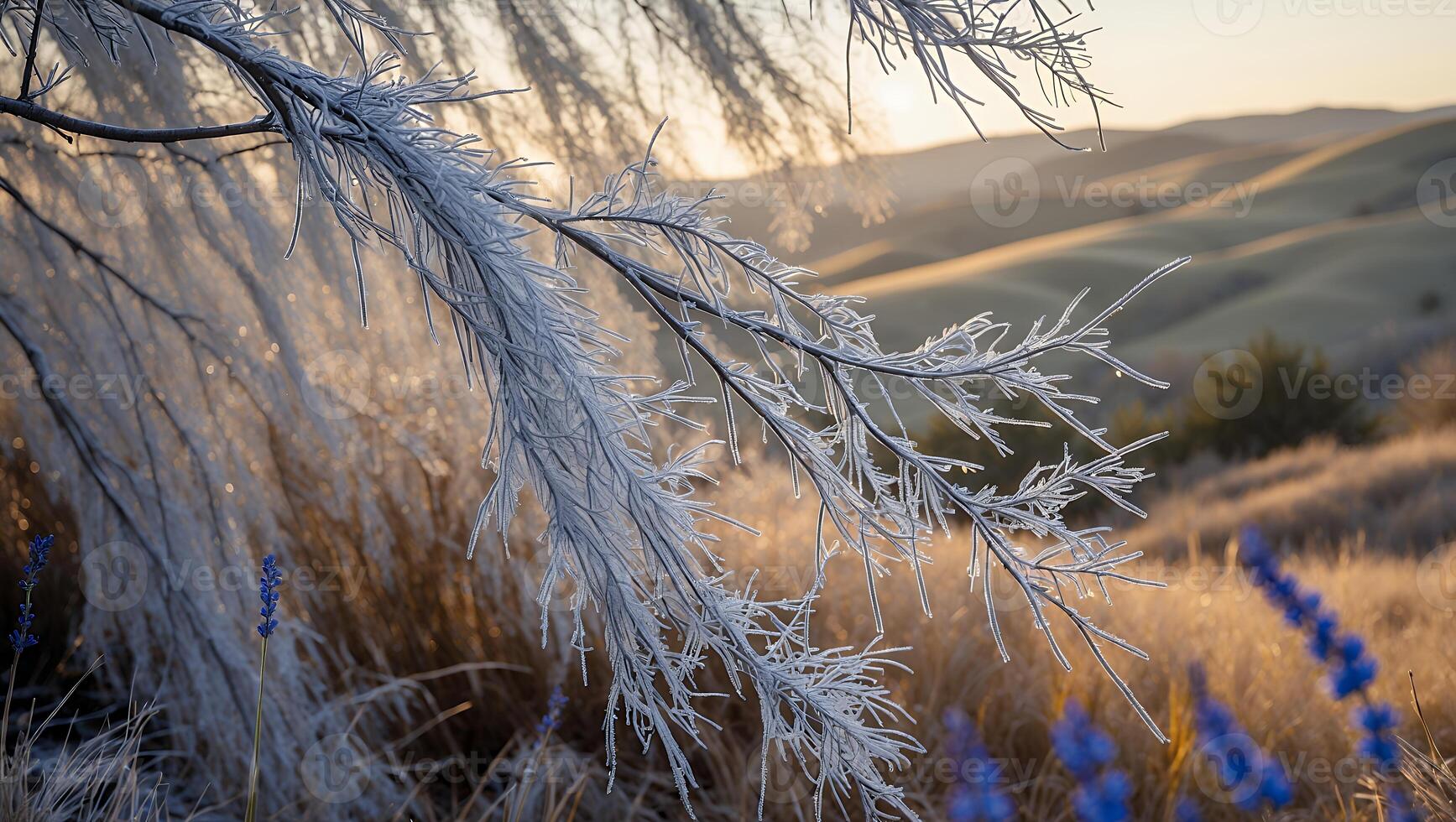 Frozen Grass Branch in Field During Sunrise photo
