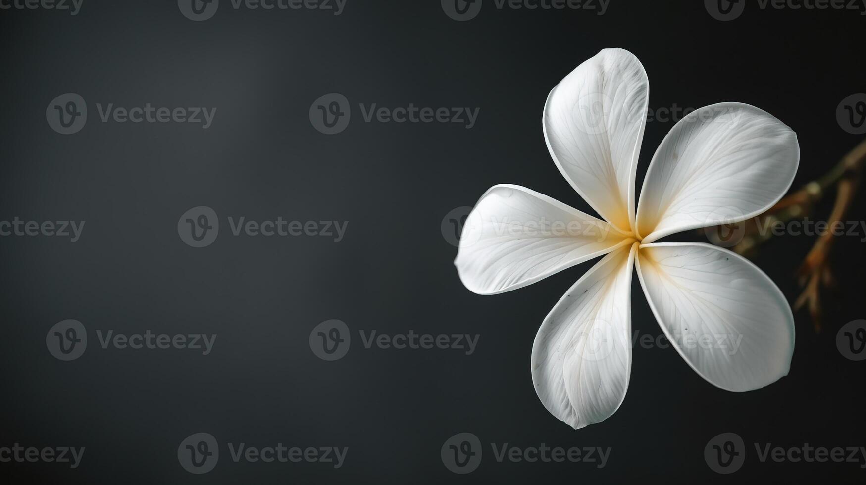 Elegant White Flower on Dark Background with Subtle Texture photo